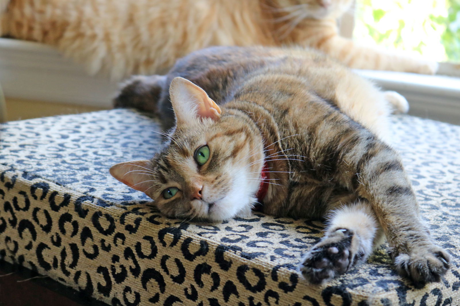 Savannah, an adoptable Abyssinian, Calico in Buford, GA, 30518 | Photo Image 1