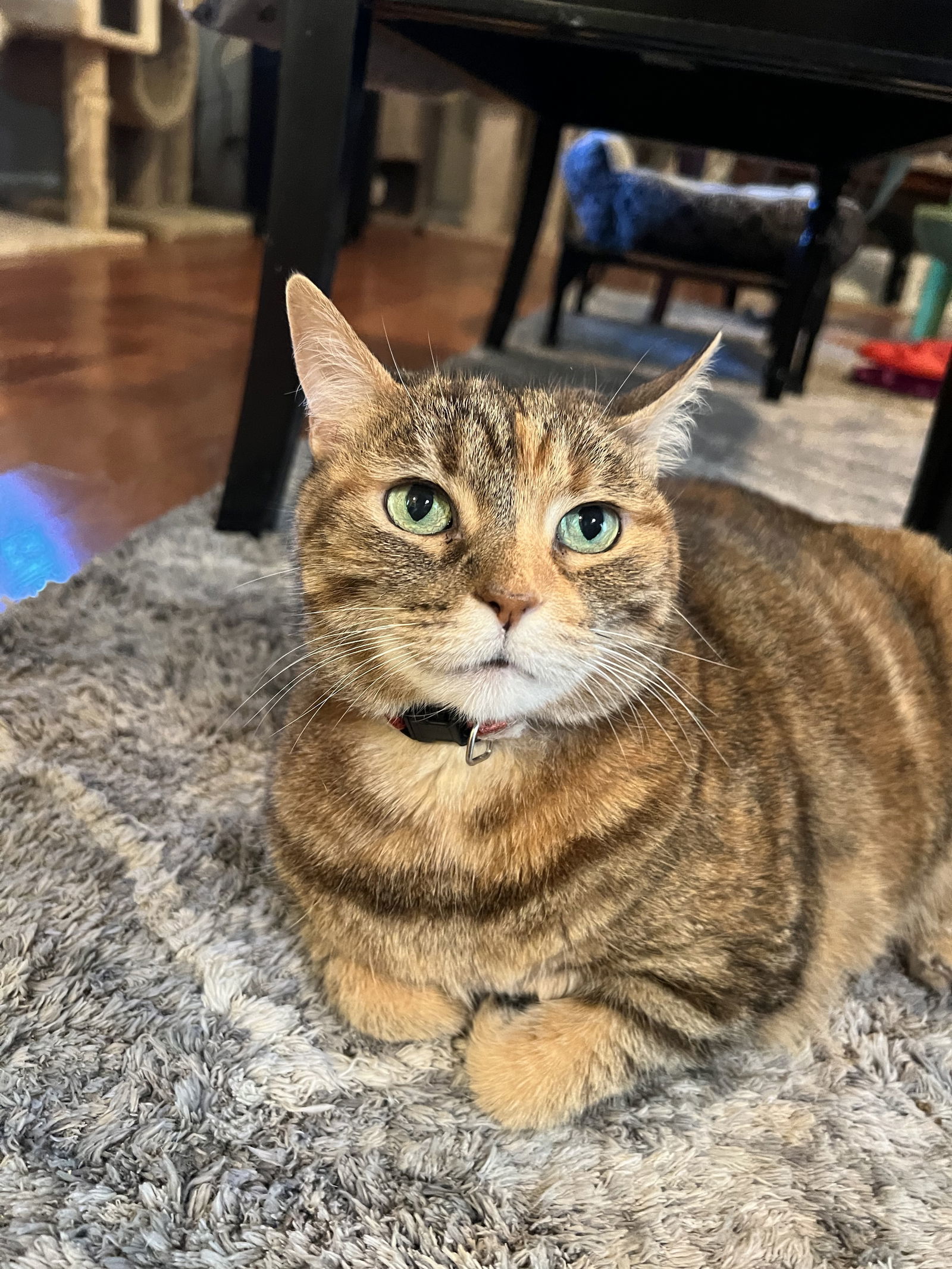 Savannah, an adoptable Abyssinian, Calico in Buford, GA, 30518 | Photo Image 2