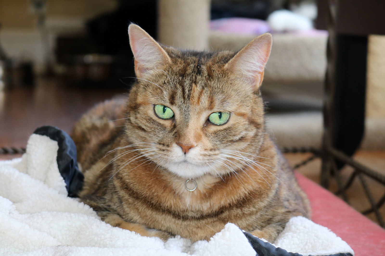 Savannah, an adoptable Abyssinian, Calico in Buford, GA, 30518 | Photo Image 2