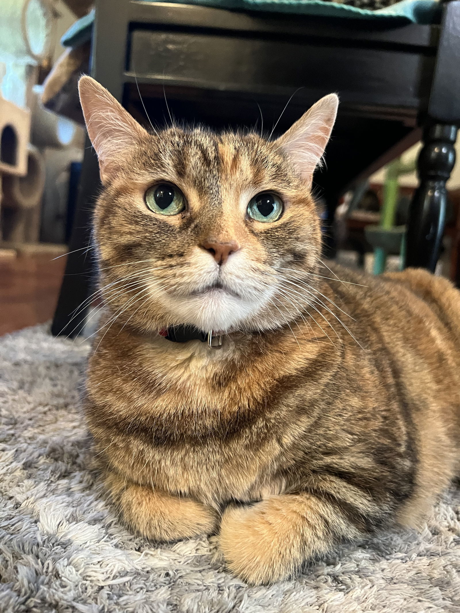 Savannah, an adoptable Abyssinian, Calico in Buford, GA, 30518 | Photo Image 3