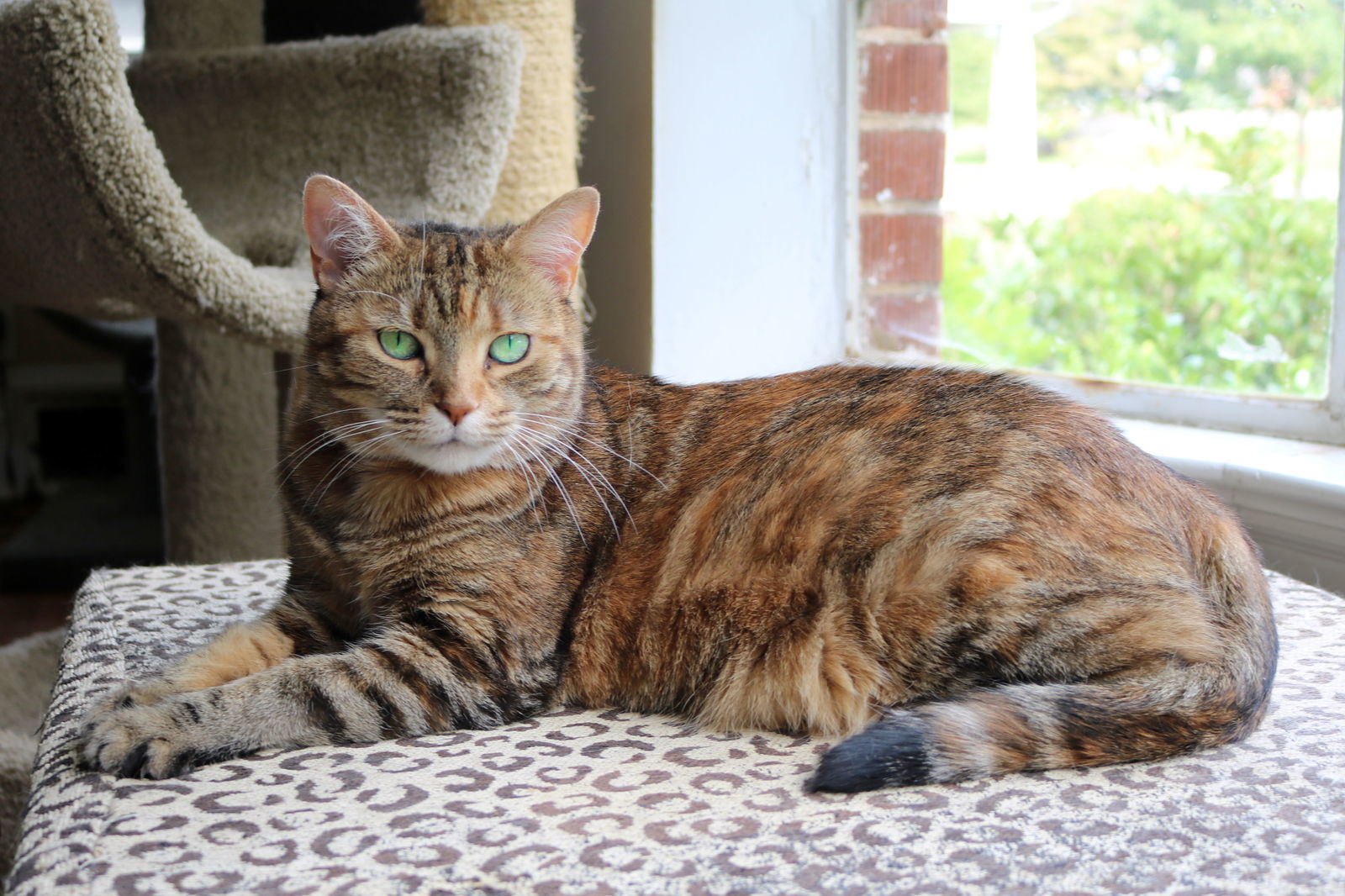 Savannah, an adoptable Abyssinian, Calico in Buford, GA, 30518 | Photo Image 3