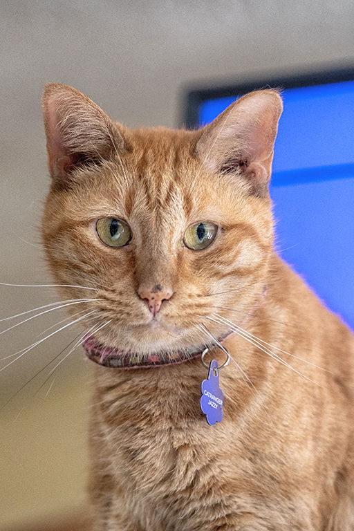 Jazzy, an adoptable Tabby, Domestic Short Hair in Buford, GA, 30518 | Photo Image 1