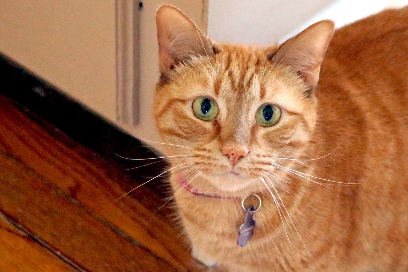 Jazzy, an adoptable Tabby, Domestic Short Hair in Buford, GA, 30518 | Photo Image 2