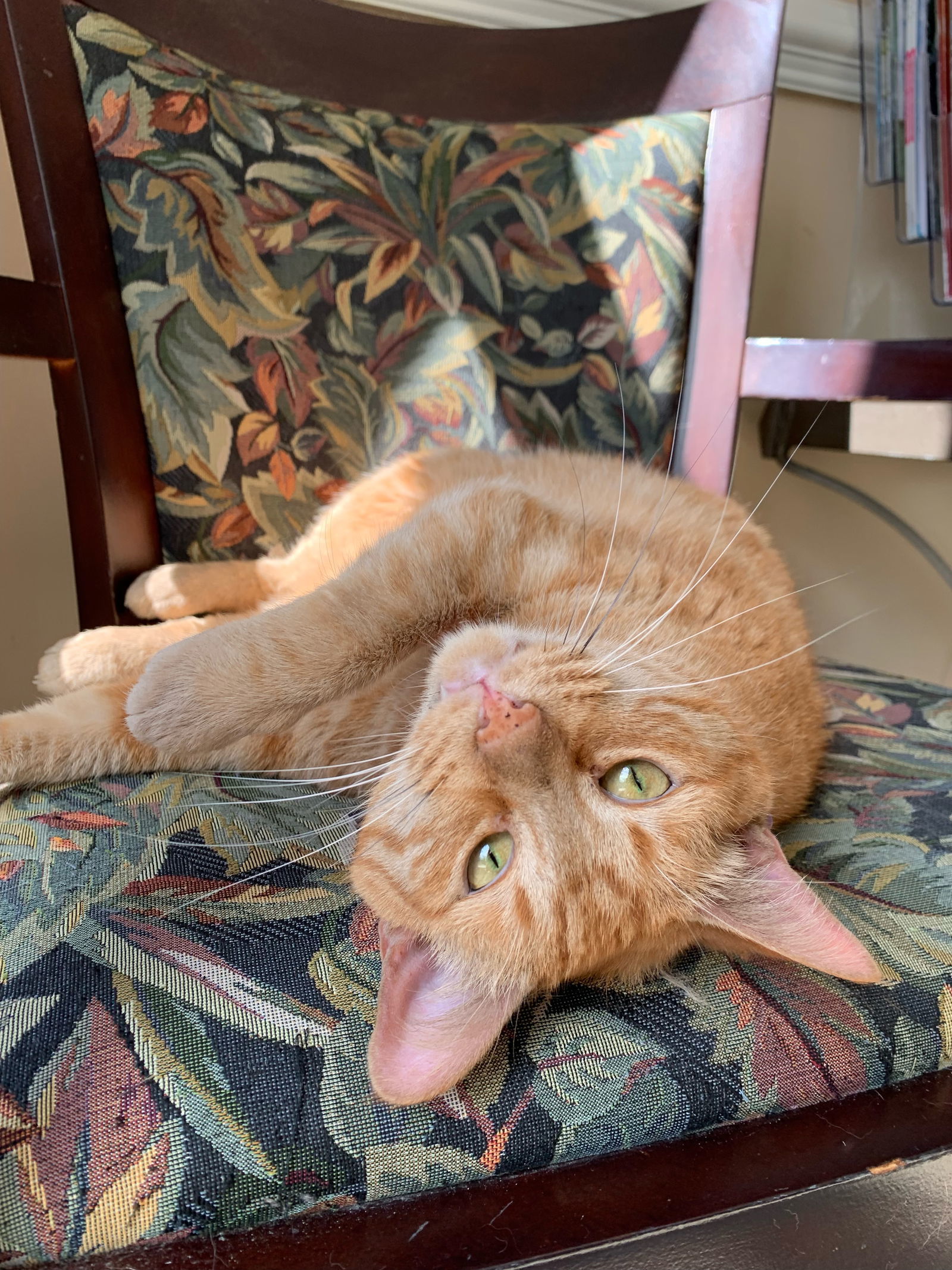 Jazzy, an adoptable Tabby, Domestic Short Hair in Buford, GA, 30518 | Photo Image 3