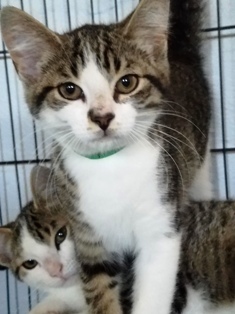 Brittany, an adoptable Domestic Short Hair in Sistersville, WV, 26175 | Photo Image 1