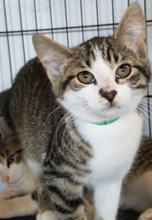 Brittany, an adoptable Domestic Short Hair in Sistersville, WV, 26175 | Photo Image 3