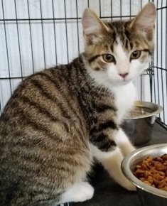 Alvin, an adoptable Domestic Short Hair in Sistersville, WV, 26175 | Photo Image 2