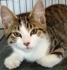 Alvin, an adoptable Domestic Short Hair in Sistersville, WV, 26175 | Photo Image 3