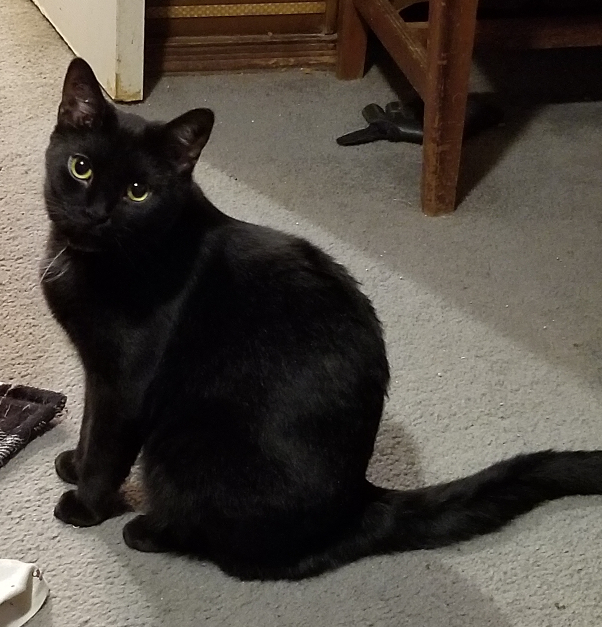 Cubby, an adoptable Domestic Short Hair in Hartford, KY, 42347 | Photo Image 1