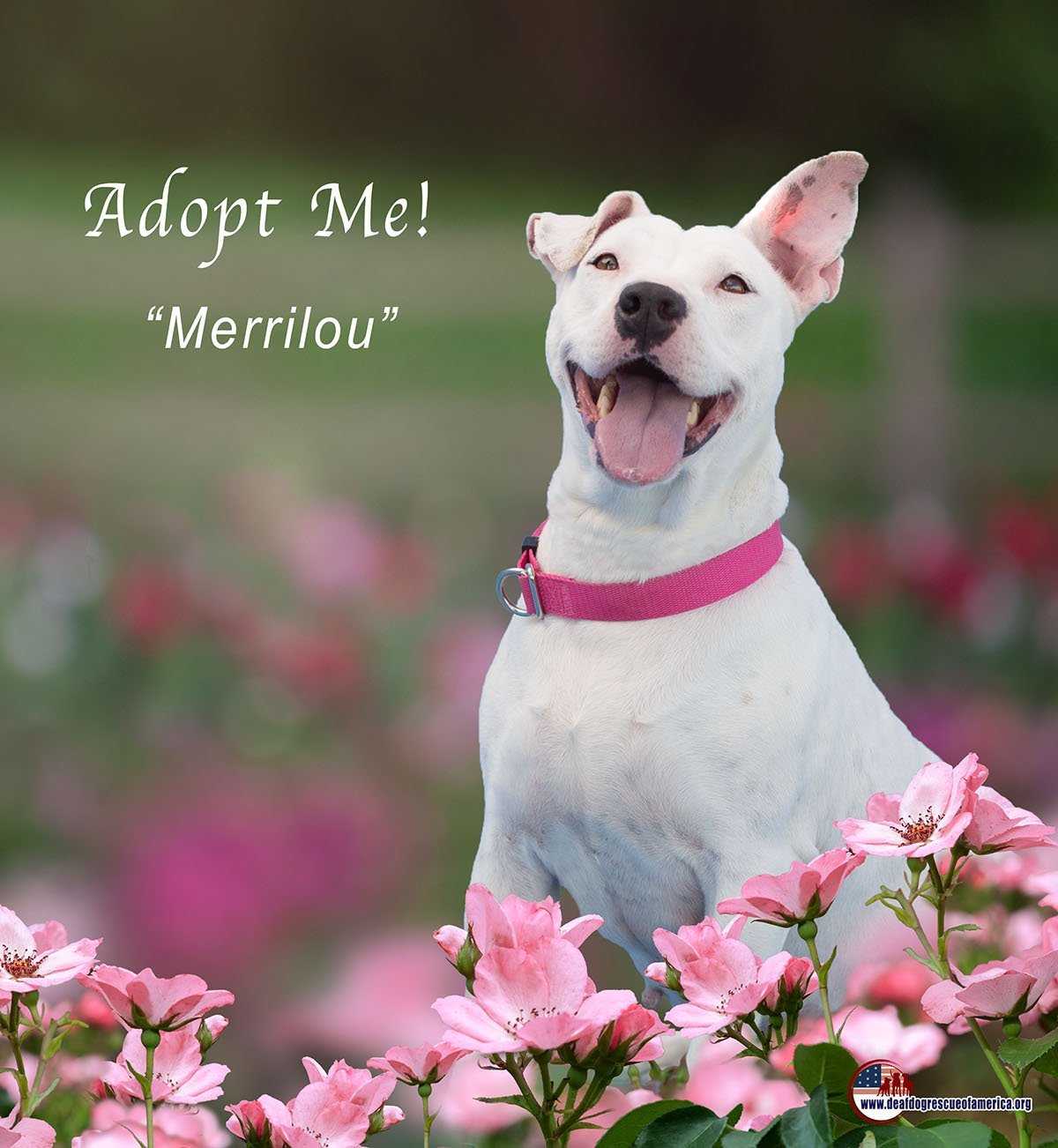 Dog For Adoption Merrilou An American Bulldog Jack Russell Terrier Mix In Santa Clarita Ca Petfinder