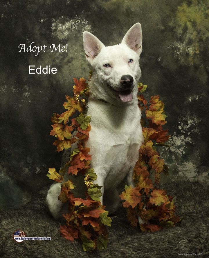 Eddy, an adoptable Australian Shepherd & Australian Cattle Dog / Blue Heeler Mix in Santa Clarita, CA_image-1
