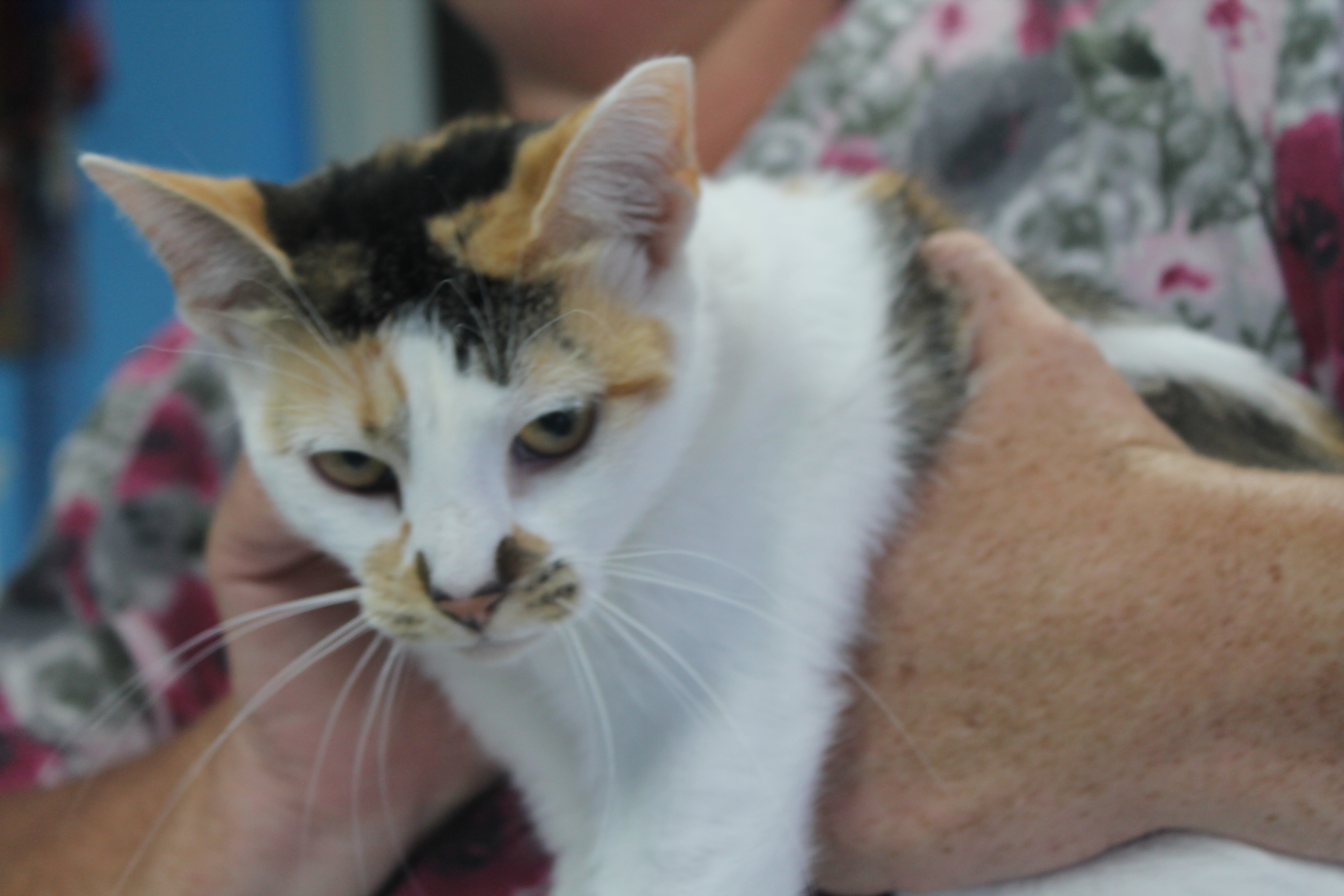 Michelle, an adoptable Domestic Short Hair in Robinson, IL, 62454 | Photo Image 1
