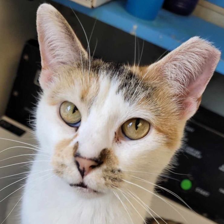 Michelle, an adoptable Domestic Short Hair in Robinson, IL, 62454 | Photo Image 2