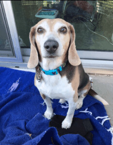 Gerard, an adoptable Beagle in Schaumburg, IL, 60173 | Photo Image 1