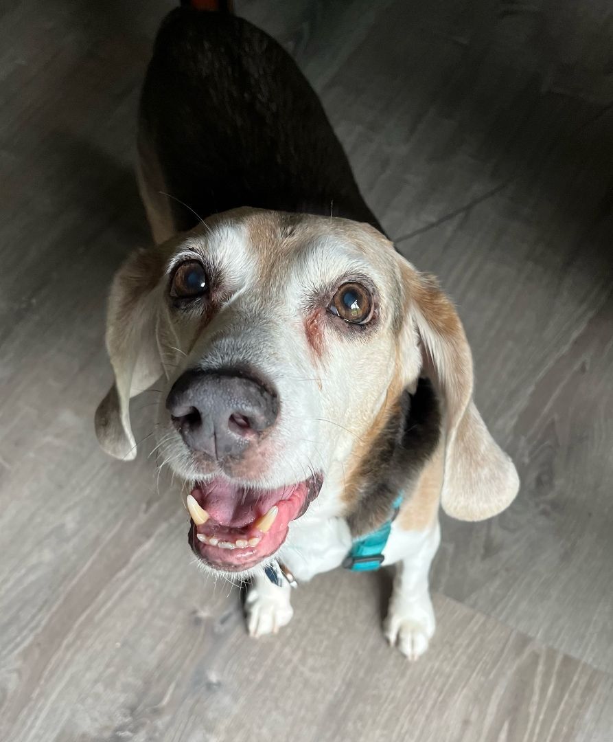 Gerard, an adoptable Beagle in Schaumburg, IL, 60173 | Photo Image 2