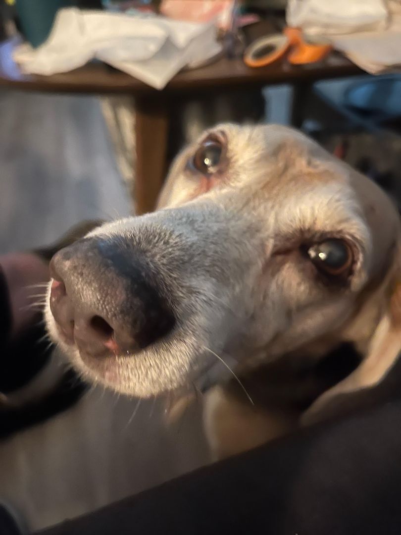 Gerard, an adoptable Beagle in Schaumburg, IL, 60173 | Photo Image 3