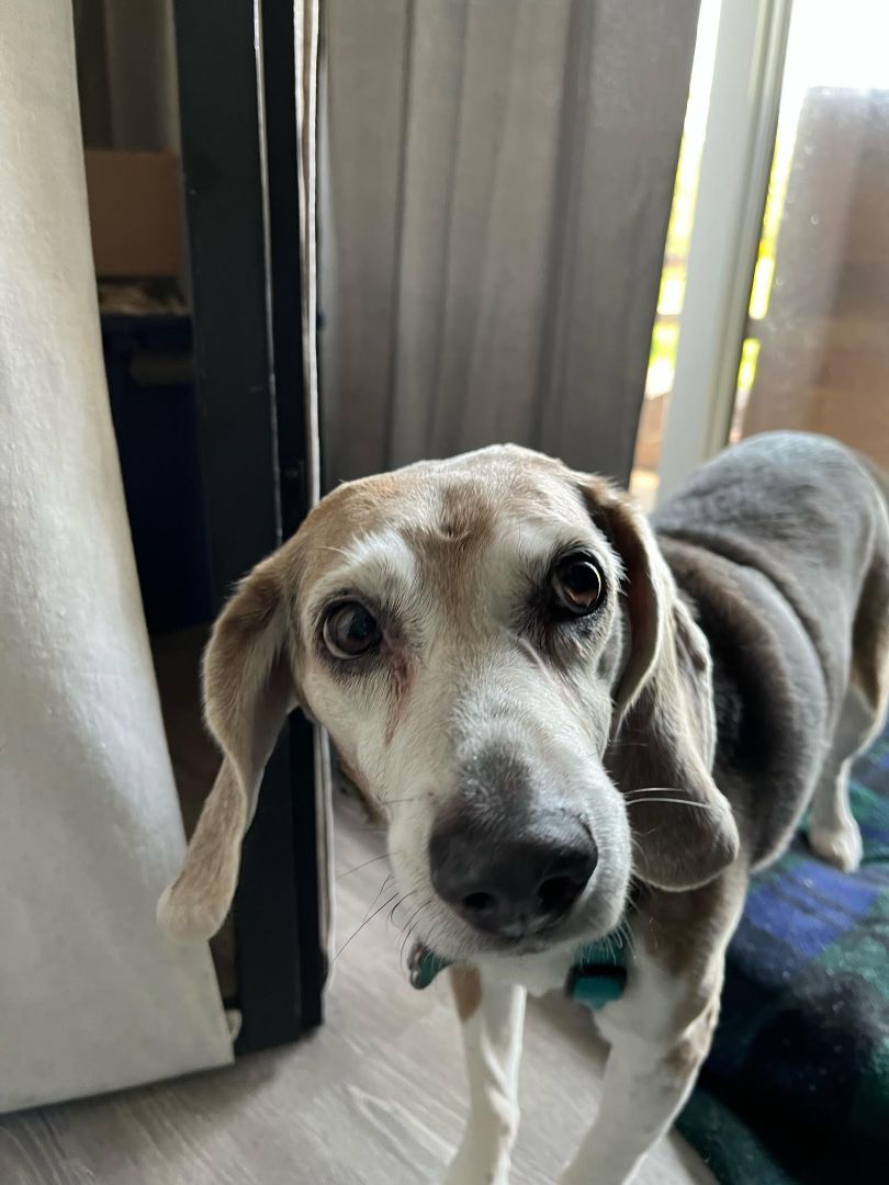 Gerard, an adoptable Beagle in Schaumburg, IL, 60173 | Photo Image 4