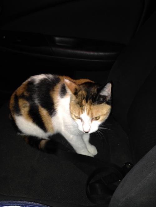 Portia, an adoptable Calico in Richardson, TX, 75083 | Photo Image 1