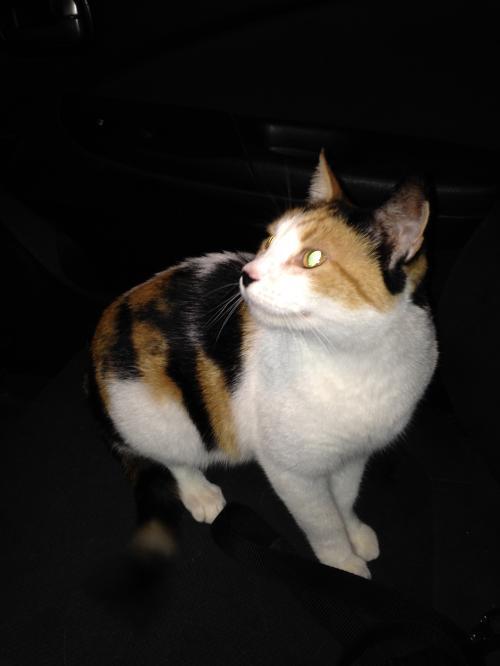 Portia, an adoptable Calico in Richardson, TX, 75083 | Photo Image 2