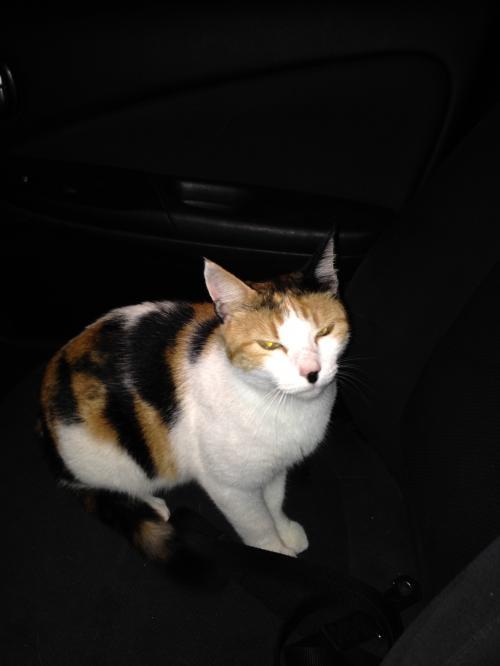 Portia, an adoptable Calico in Richardson, TX, 75083 | Photo Image 3