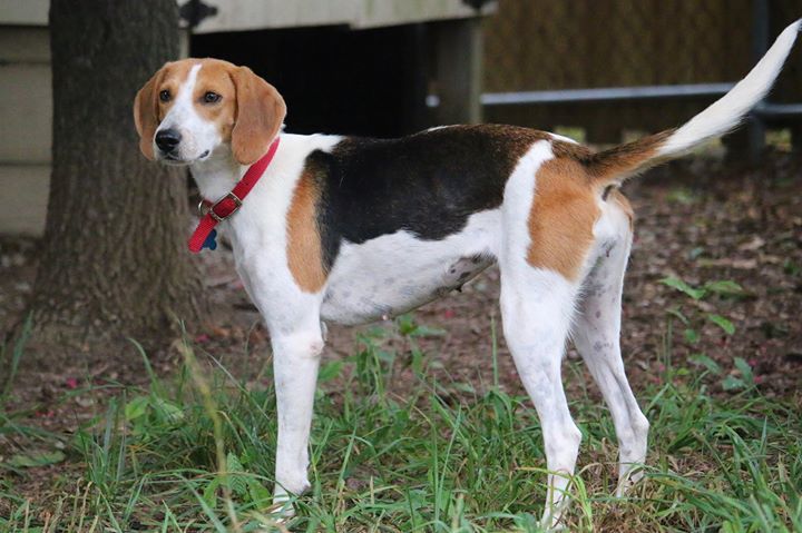 Macey, an adoptable Foxhound in Aiken, SC, 29803 | Photo Image 2