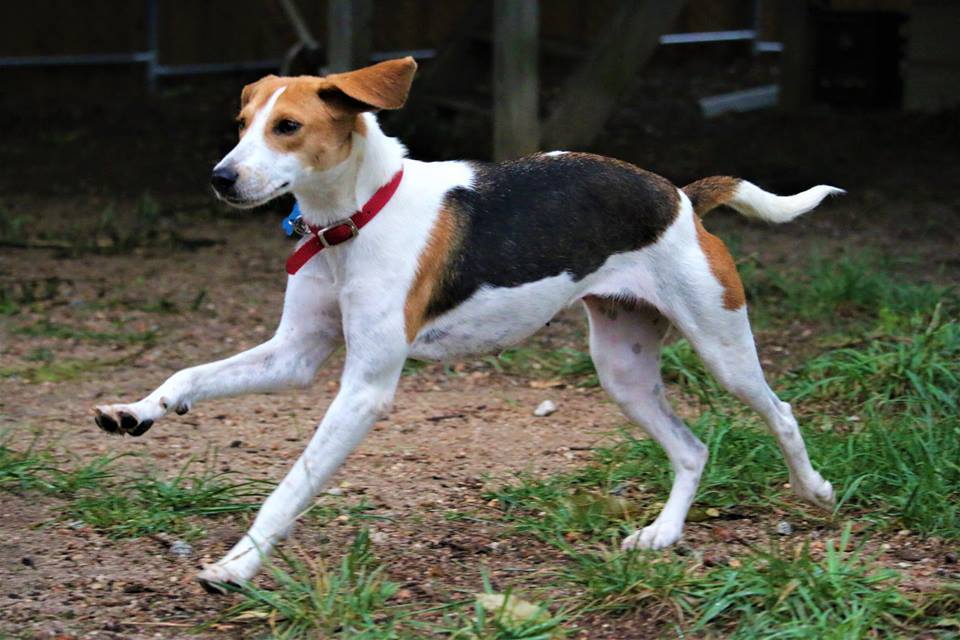 Macey, an adoptable Foxhound in Aiken, SC, 29803 | Photo Image 3