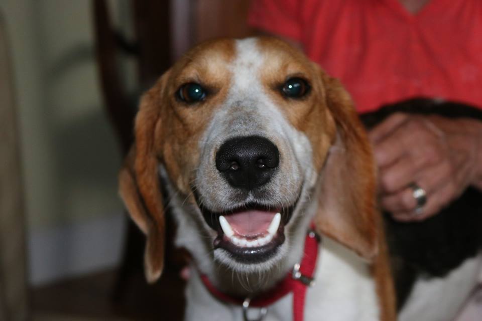 Macey, an adoptable Foxhound in Aiken, SC, 29803 | Photo Image 4