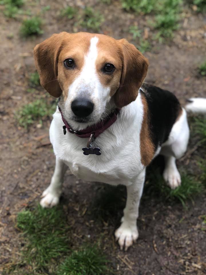 Macey, an adoptable Foxhound in Aiken, SC, 29803 | Photo Image 6