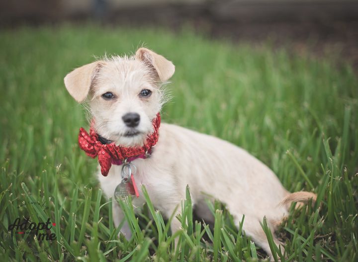 Winnie, an adopted Terrier & Chihuahua Mix in Kingwood, TX_image-2