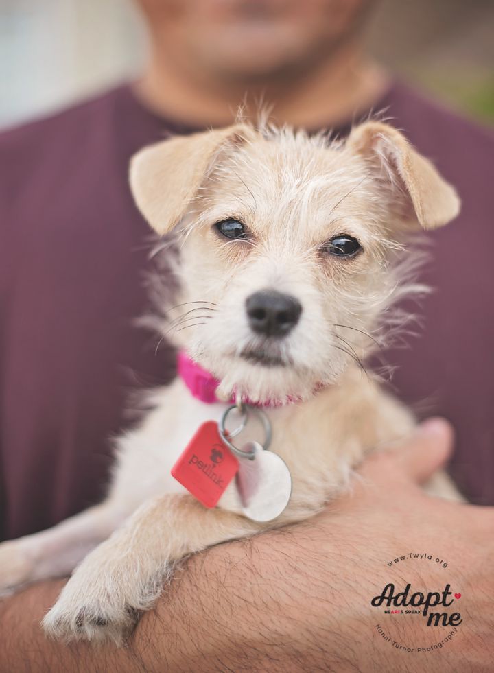 Winnie, an adopted Terrier & Chihuahua Mix in Kingwood, TX_image-1
