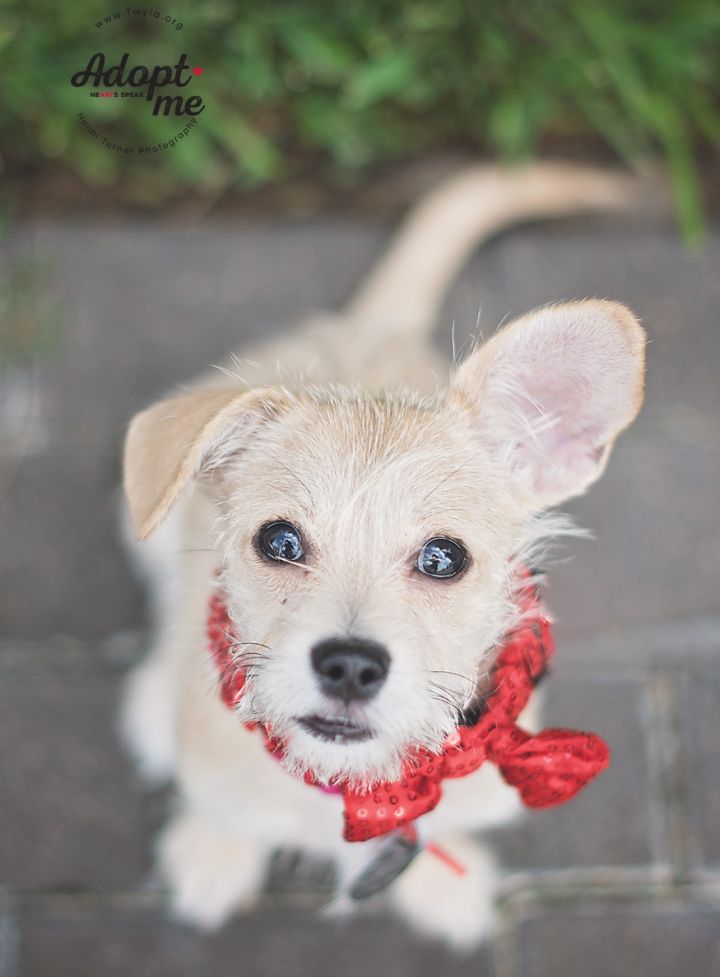 Winnie, an adopted Terrier & Chihuahua Mix in Kingwood, TX_image-4