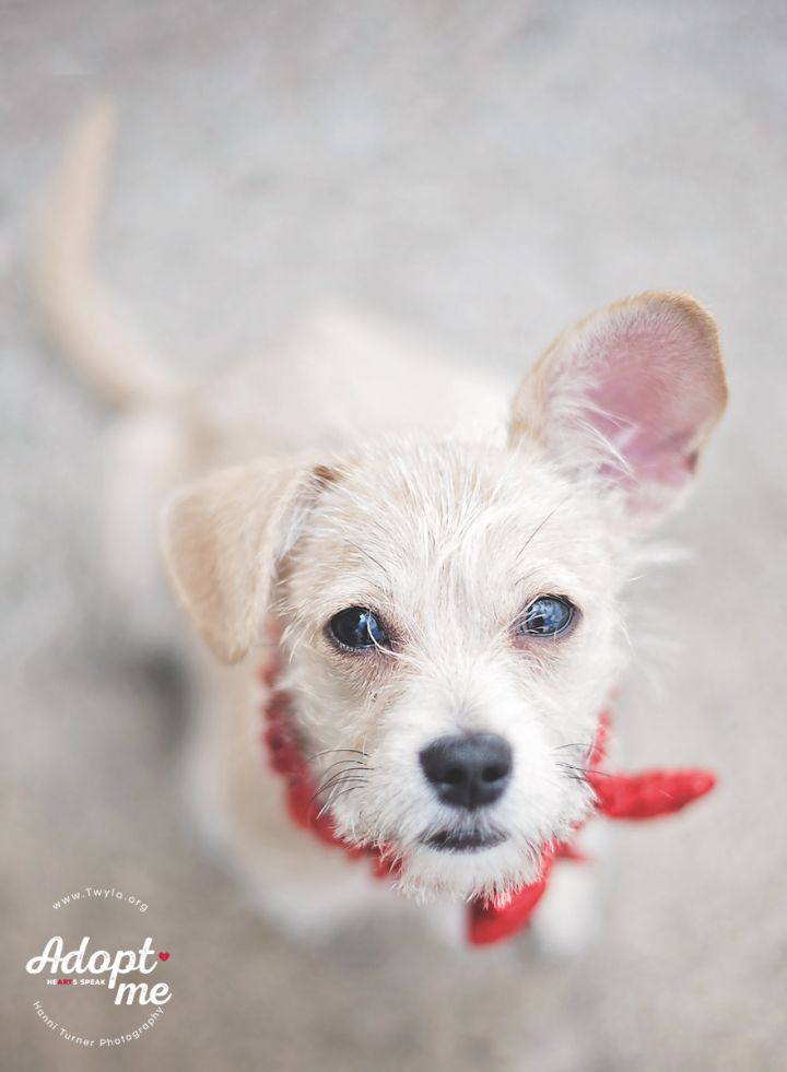 Winnie, an adopted Terrier & Chihuahua Mix in Kingwood, TX_image-5