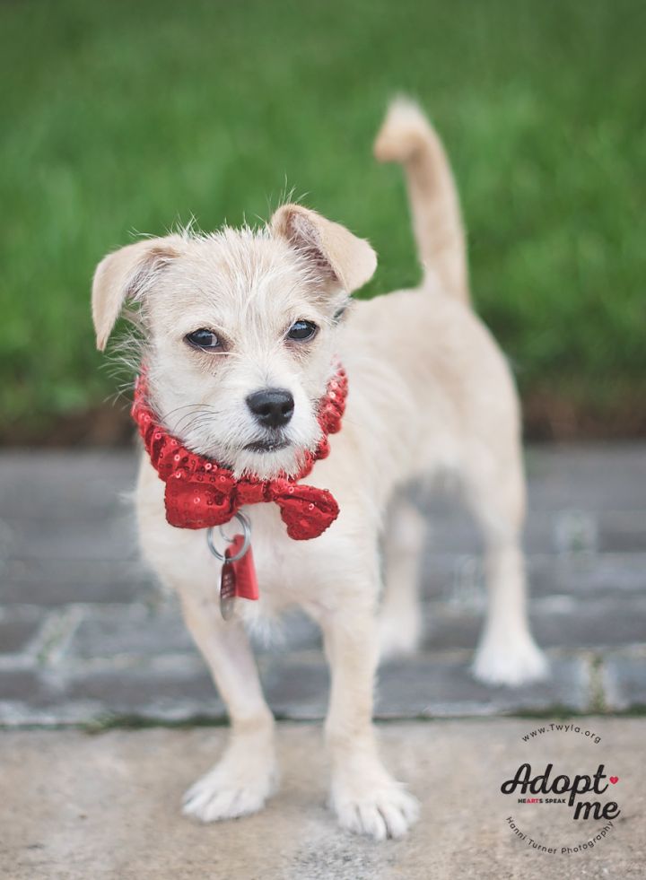 Winnie, an adopted Terrier & Chihuahua Mix in Kingwood, TX_image-6
