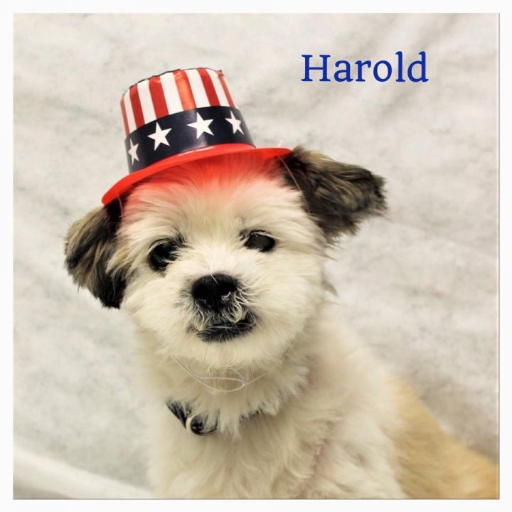 Harold 1
