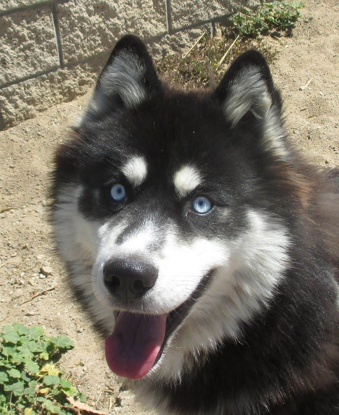 BOLT, an adoptable Siberian Husky in Valencia, CA, 91355 | Photo Image 1