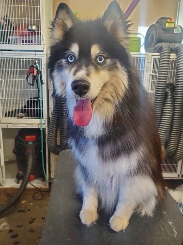 BOLT, an adoptable Siberian Husky in Valencia, CA, 91355 | Photo Image 2