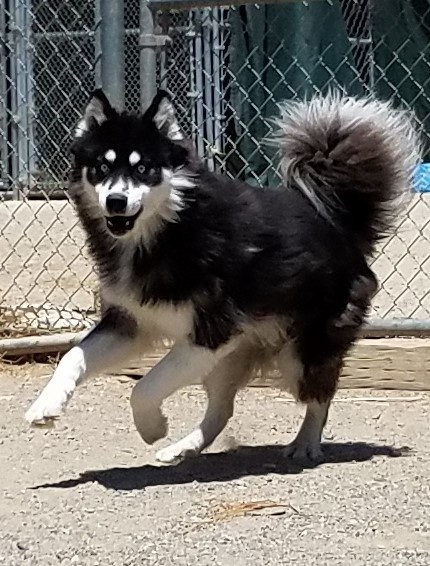 BOLT