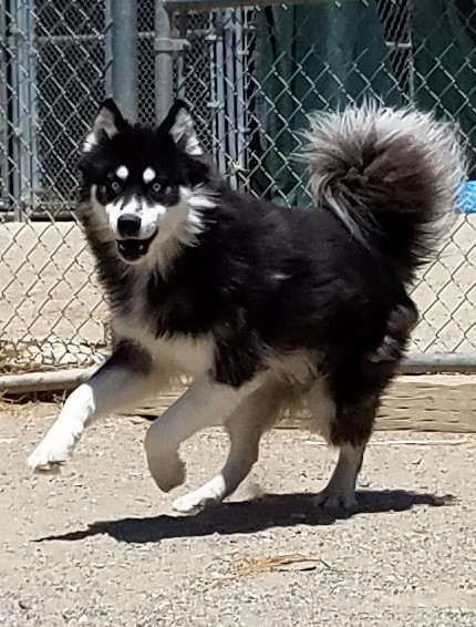 BOLT, an adoptable Siberian Husky in Valencia, CA, 91355 | Photo Image 5