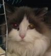 petfinder ragdoll