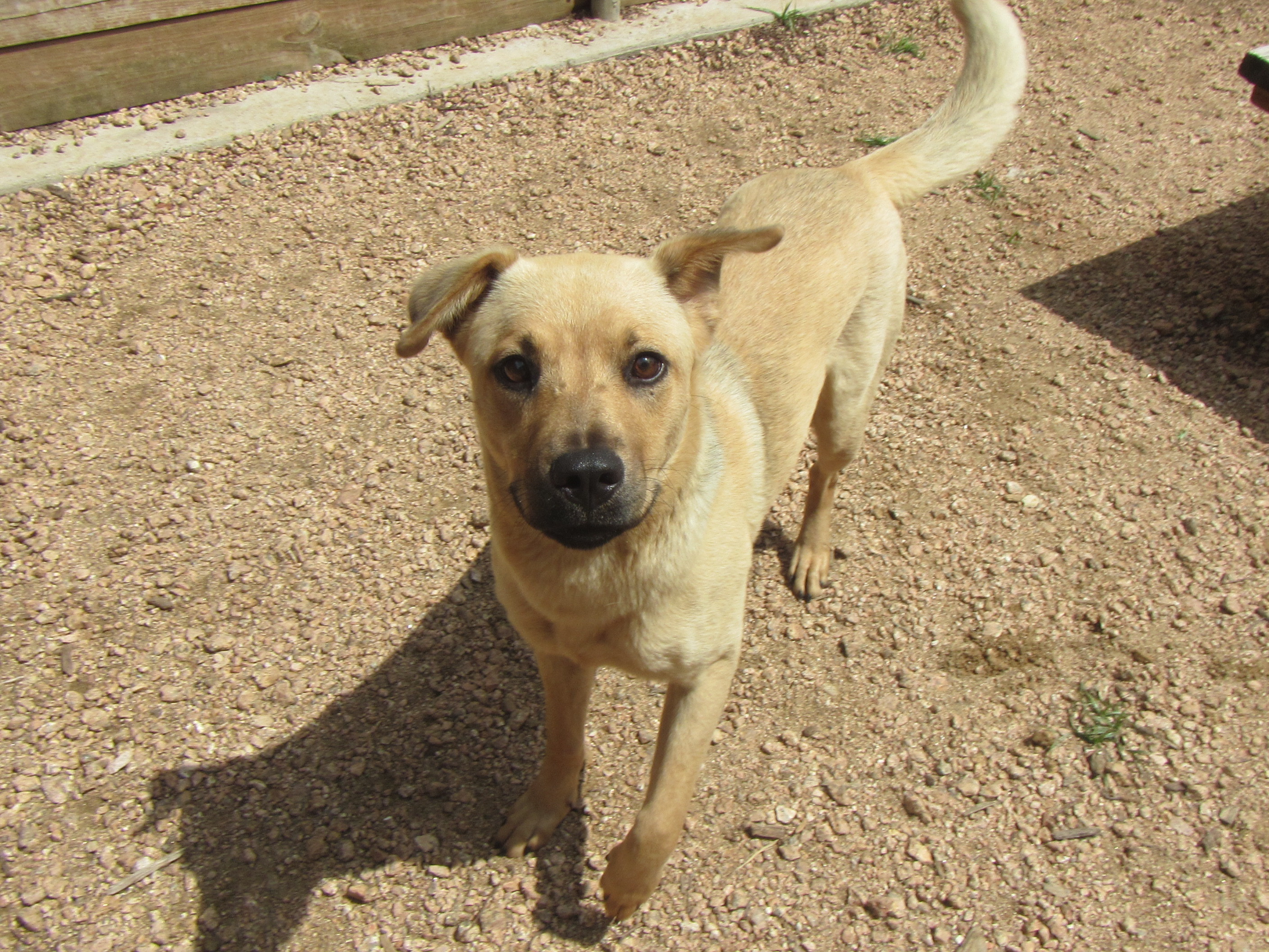 Lola A143465, an adoptable Labrador Retriever, Black Mouth Cur in Plano, TX, 75093 | Photo Image 2