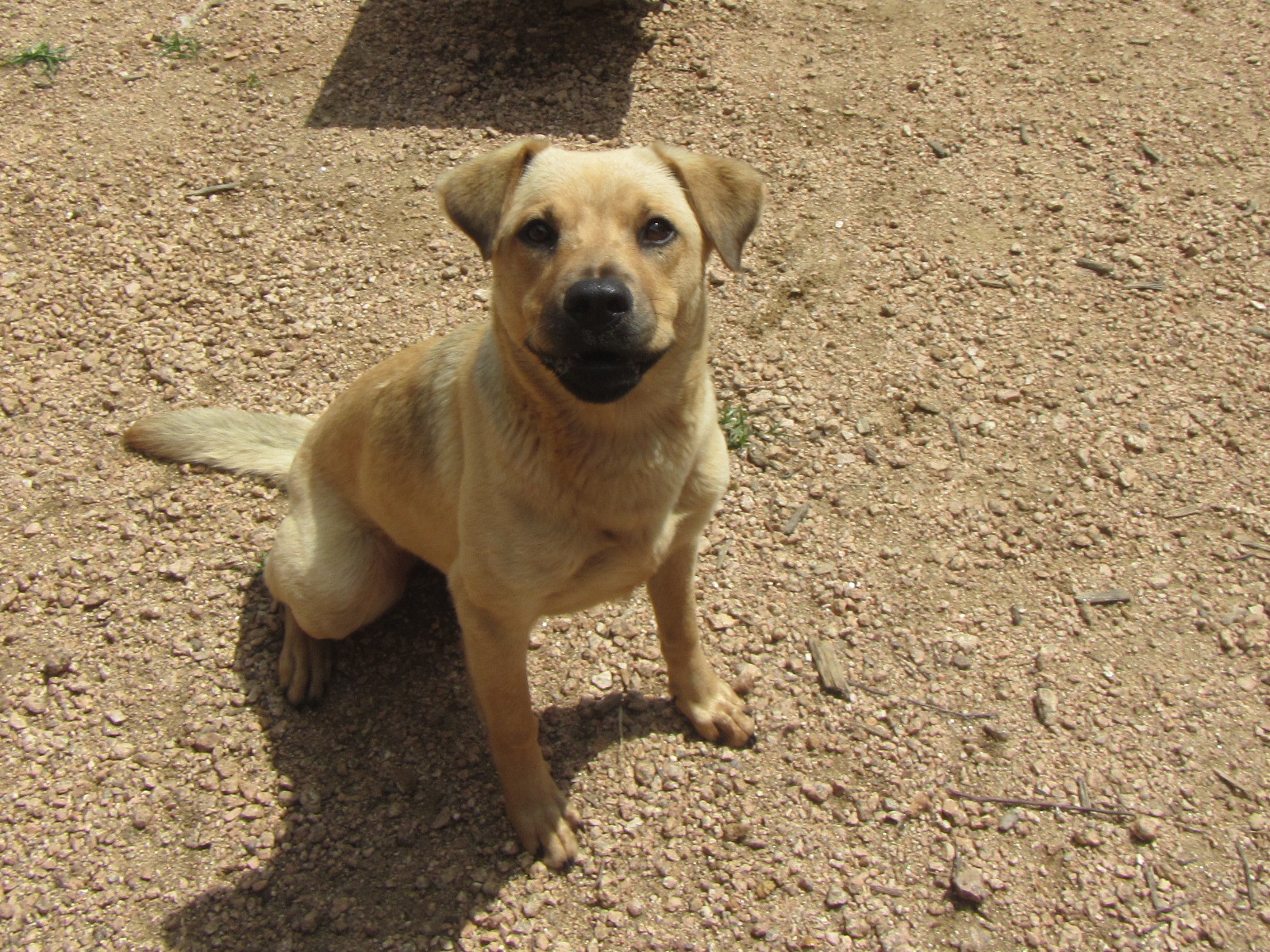 Lola A143465, an adoptable Labrador Retriever, Black Mouth Cur in Plano, TX, 75093 | Photo Image 1
