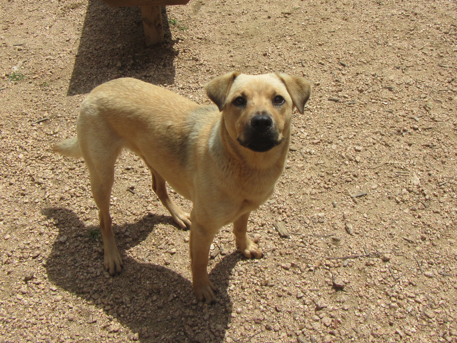 Lola A143465, an adoptable Labrador Retriever, Black Mouth Cur in Plano, TX, 75093 | Photo Image 3