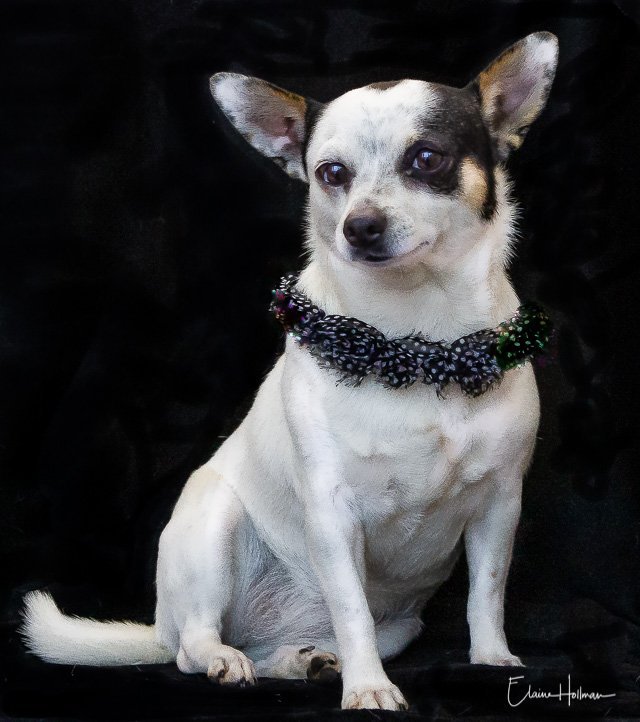 Hannah, an adoptable Chihuahua in Phelan, CA, 92329 | Photo Image 1