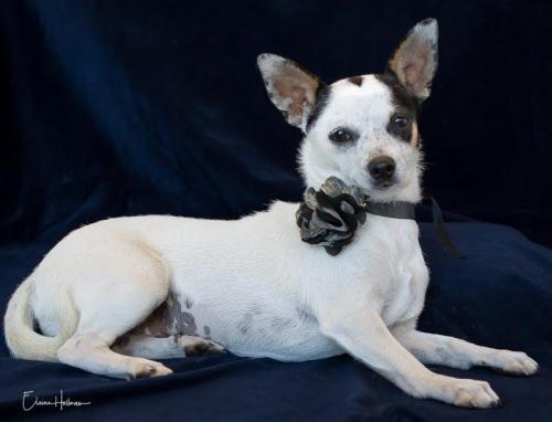 Hannah, an adoptable Chihuahua in Phelan, CA, 92329 | Photo Image 2