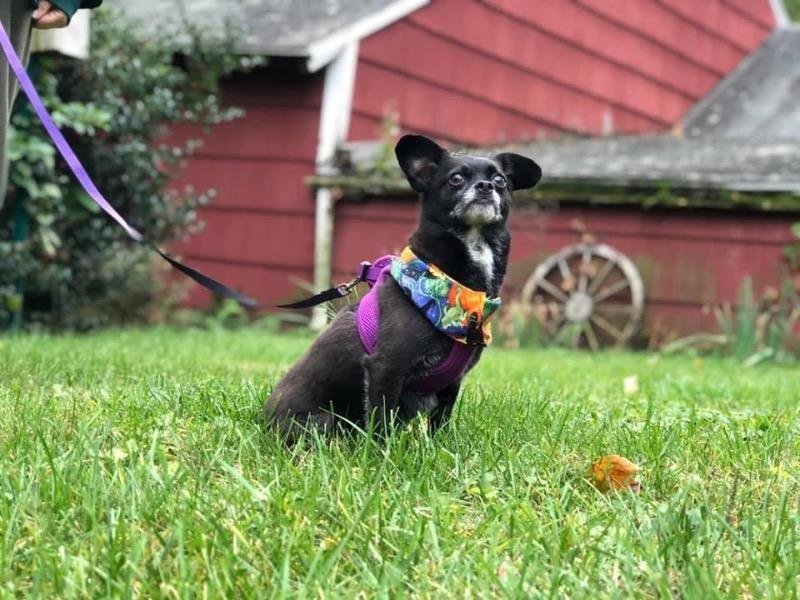 ANNDALINA, an adoptable Chihuahua, Terrier in Westhampton, MA, 01027 | Photo Image 2