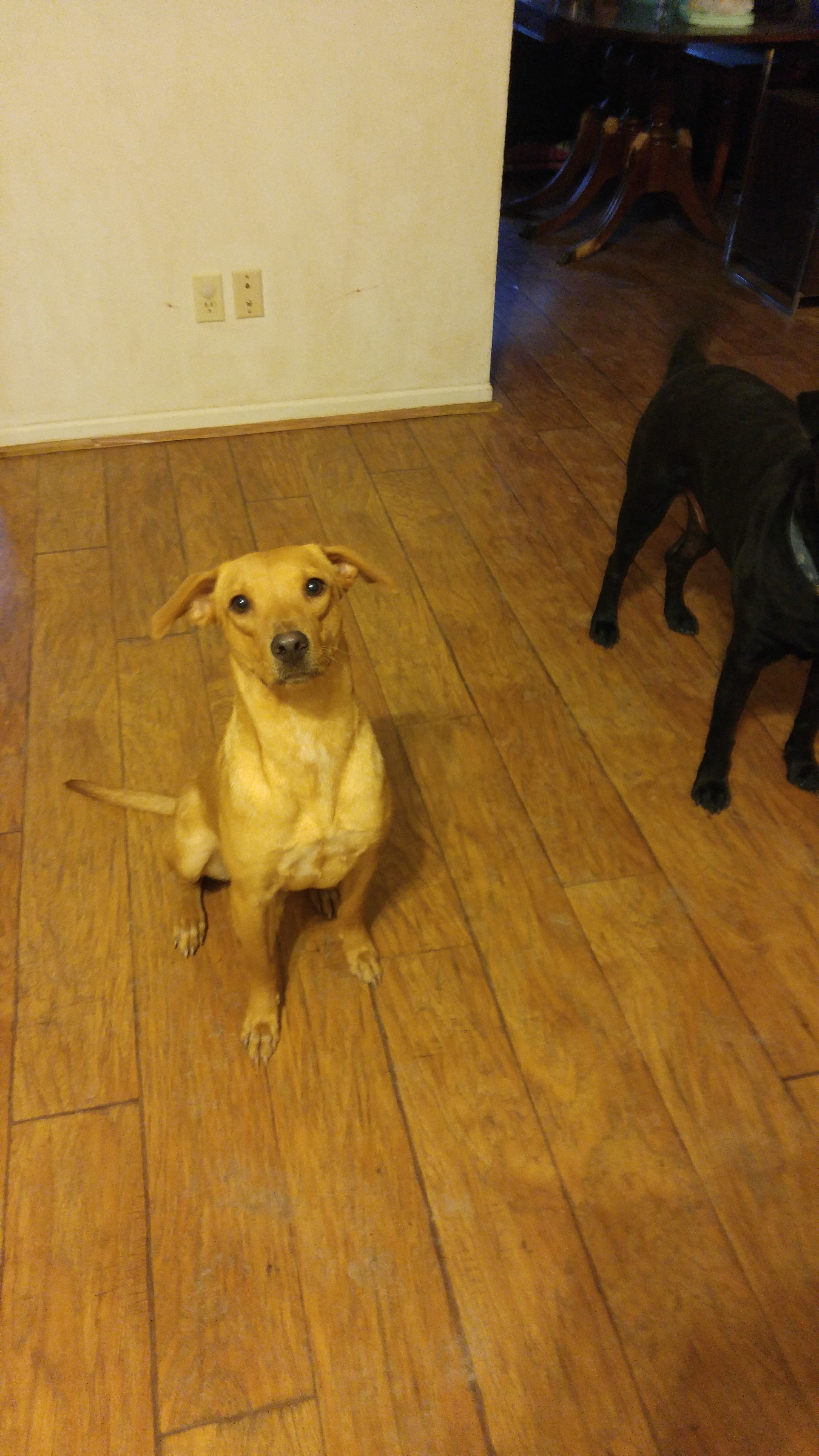 Rose, an adoptable Labrador Retriever in Blanco, TX, 78606 | Photo Image 2