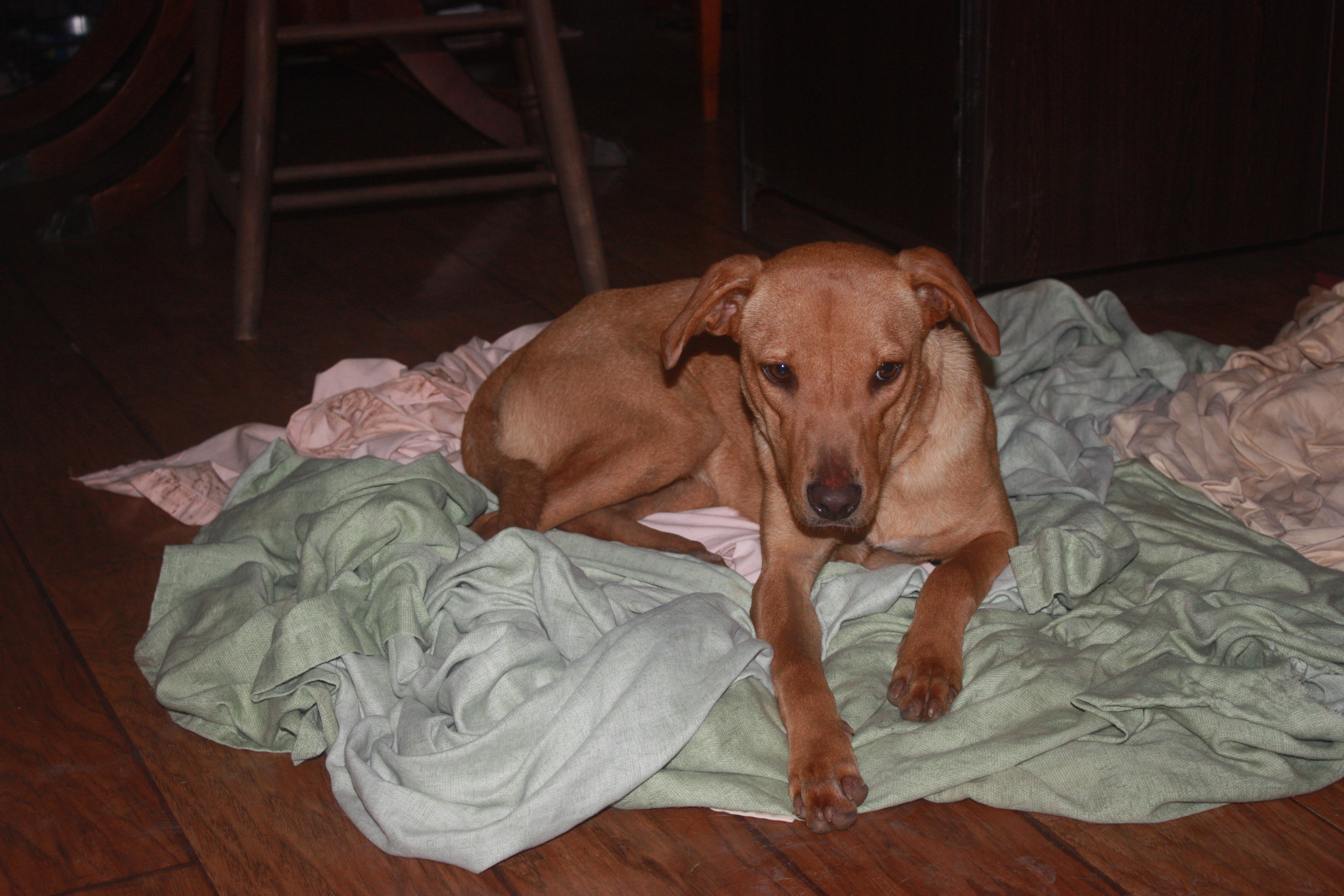 Rose, an adoptable Labrador Retriever in Blanco, TX, 78606 | Photo Image 4