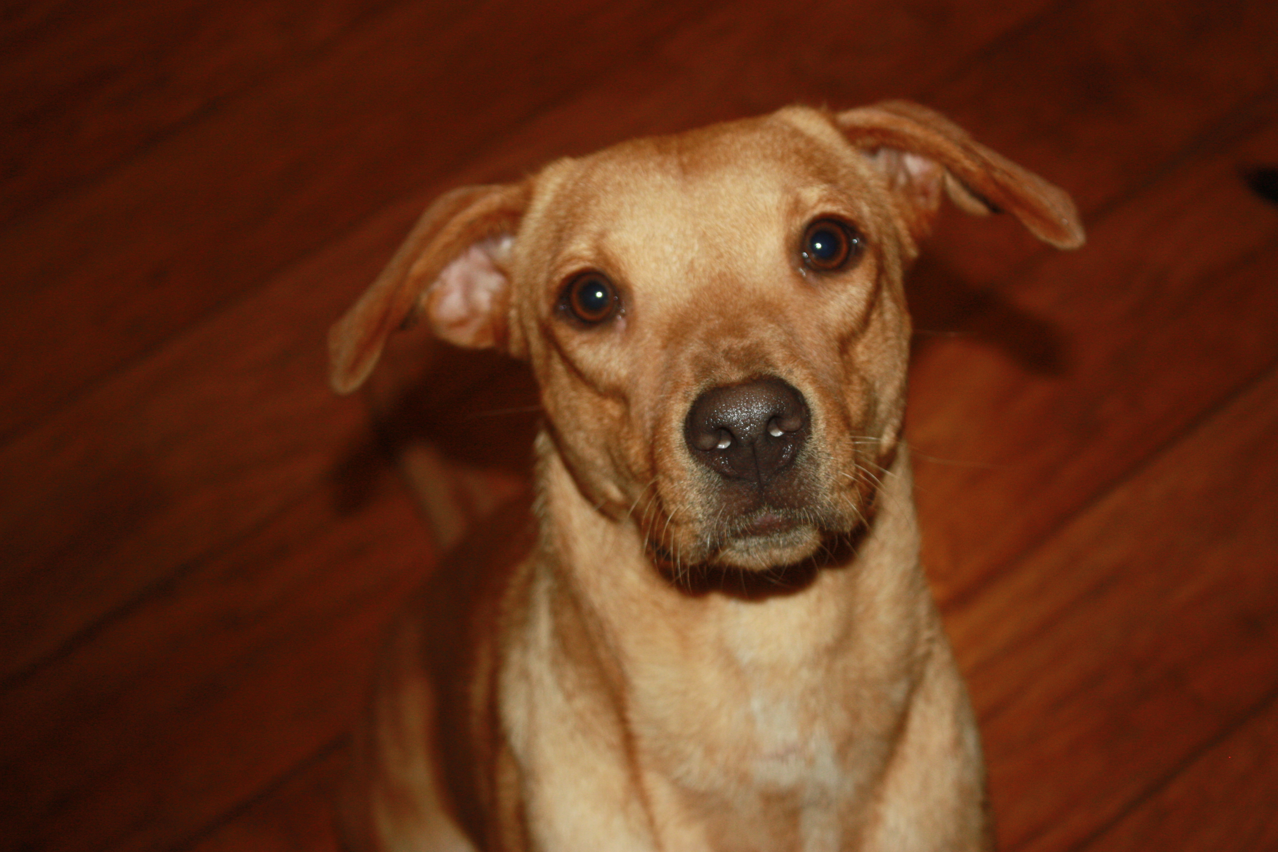 Rose, an adoptable Labrador Retriever in Blanco, TX, 78606 | Photo Image 1