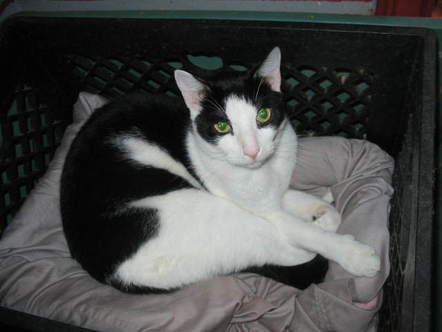 Double, an adoptable Domestic Short Hair in Brooklyn, NY_image-2