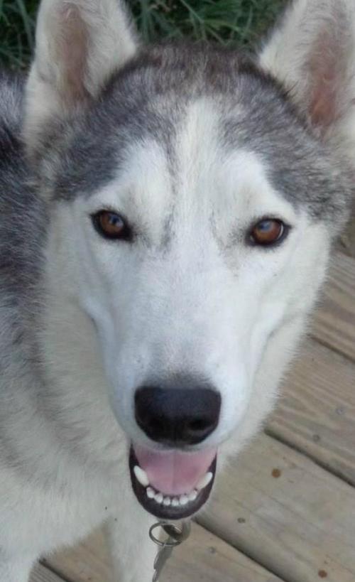 King, an adoptable Siberian Husky in Raleigh, NC, 27624 | Photo Image 1